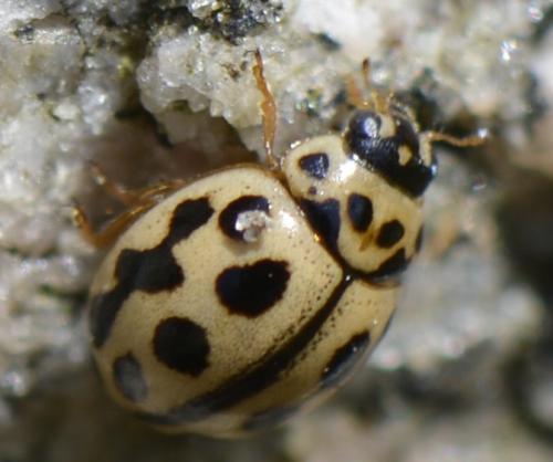 Tytthaspis sedecimpunctata